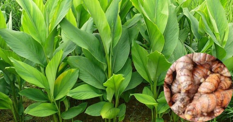 turmeric plant