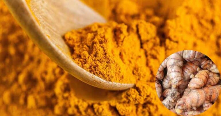 turmeric powder