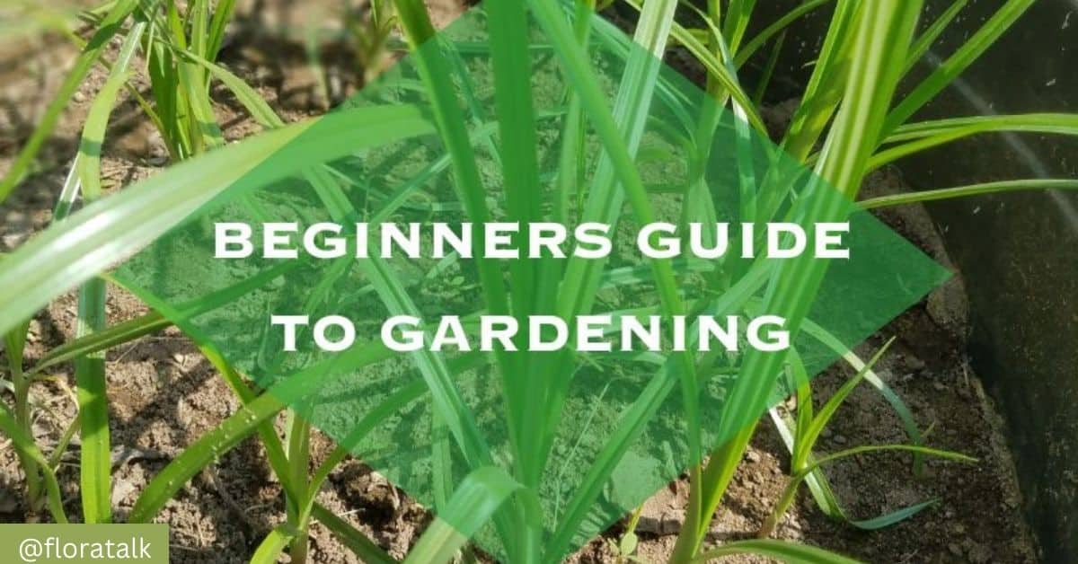 beginner's guide to gardening