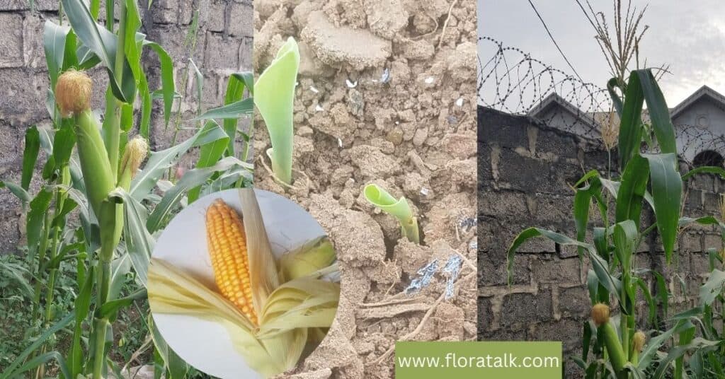 Planting Corn: Easy Steps On How To Plant Corn