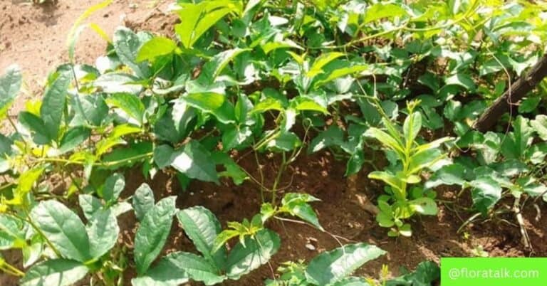 how to plant ugu (fluted pumpkin