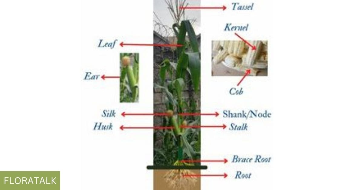 parts of a corn plant