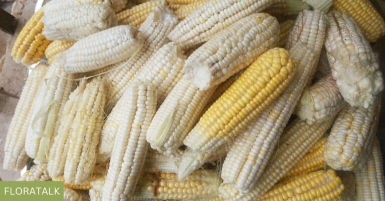 corn