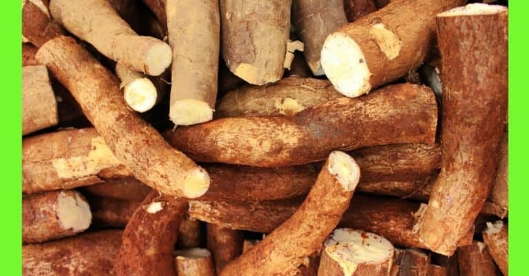 cassava