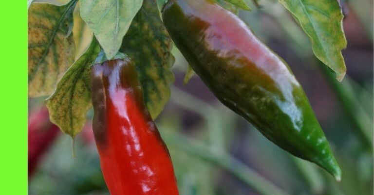 planting pepper