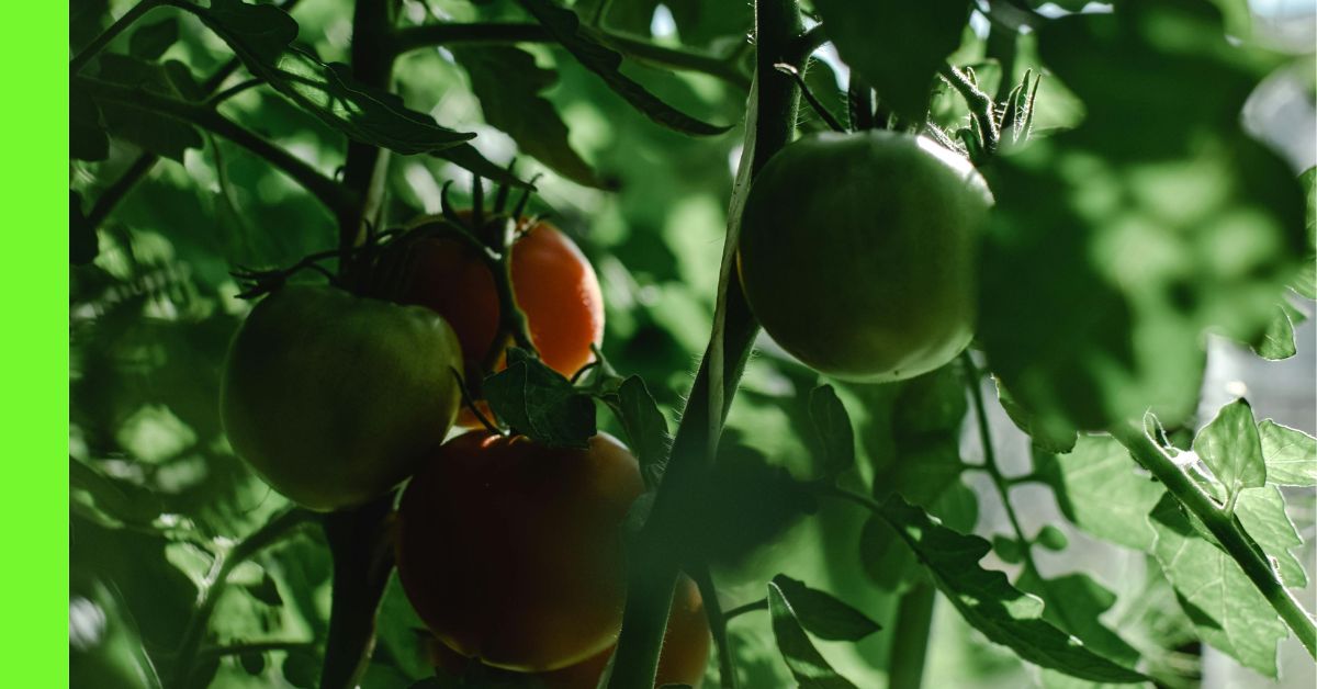 see how to plant tomatoes