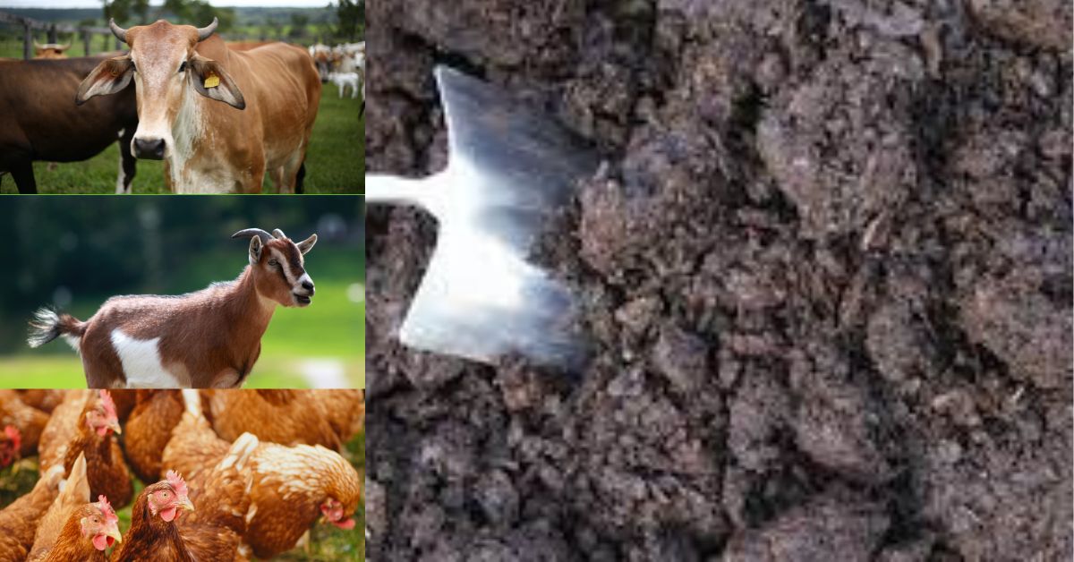 how to make manure from cow, goat and chicken waste.