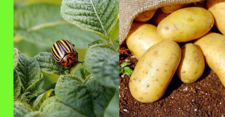 planting potatoes