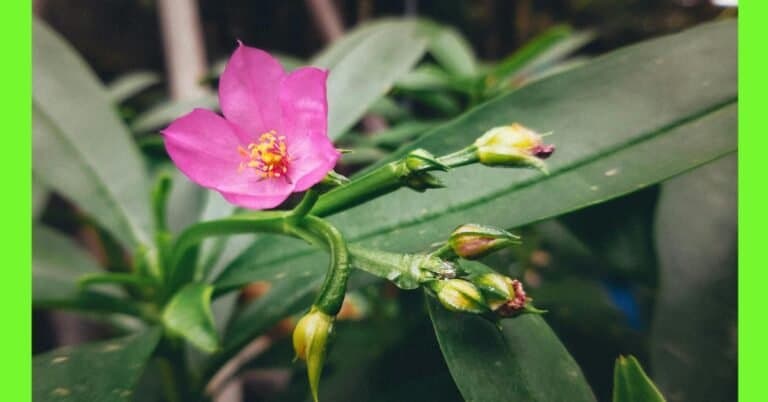 Planting Waterleaf: See How To Plant Waterleaf