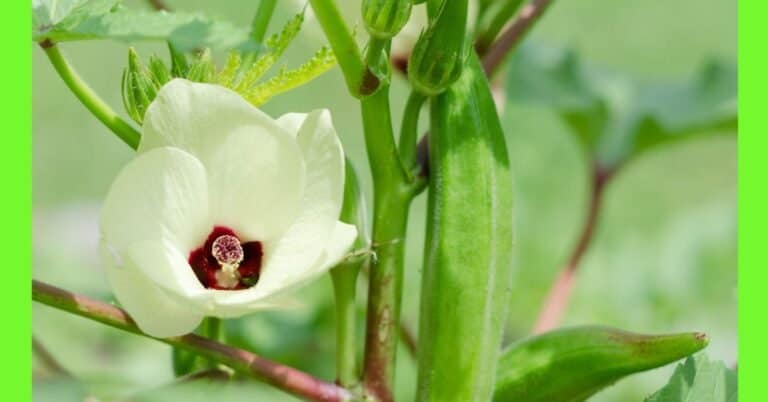 Planting Okra: See How To Plant Okra