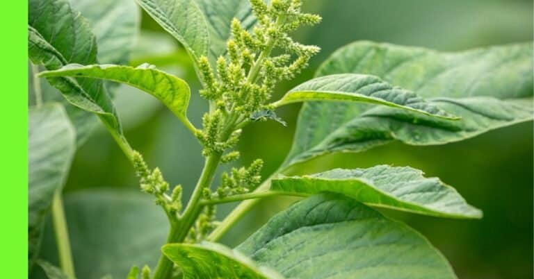 planting green amaranth