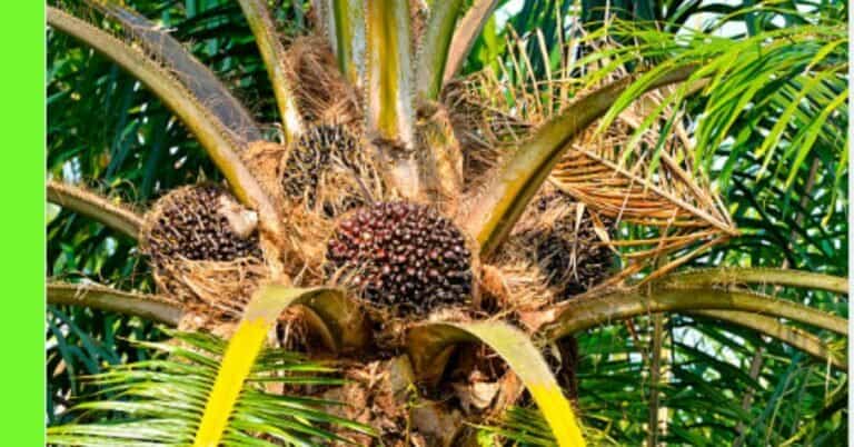 how to grow oil palm tree