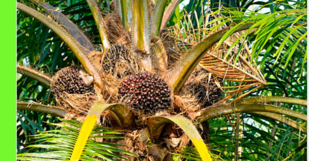 how to grow oil palm tree