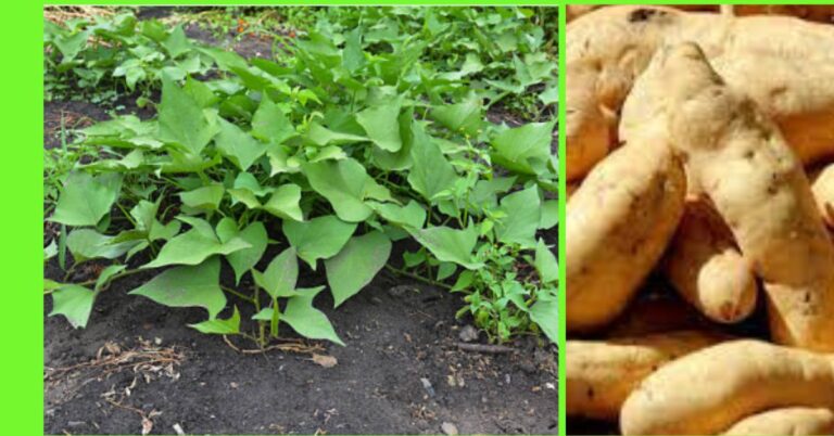 planting sweet potatoes