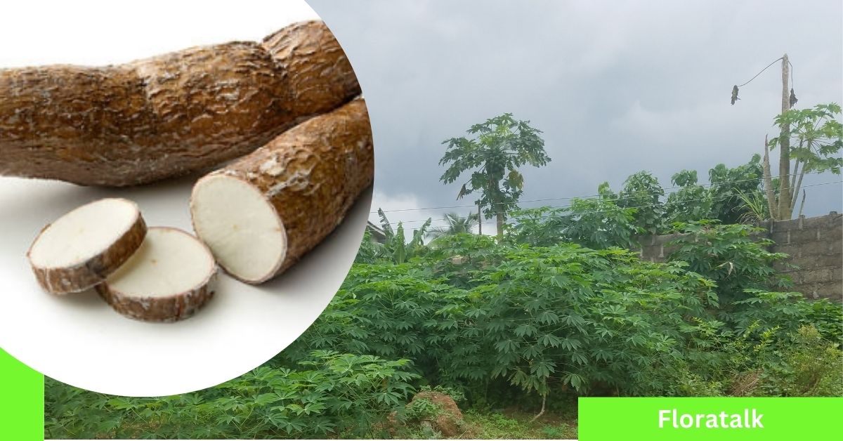 planting cassava