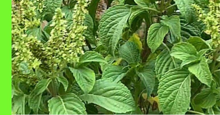 planting scent leaf