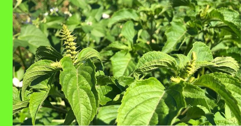 scent leaf