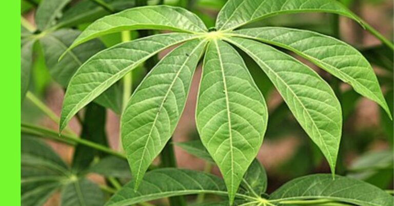 cassava leaf