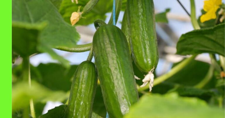 planting cucumber