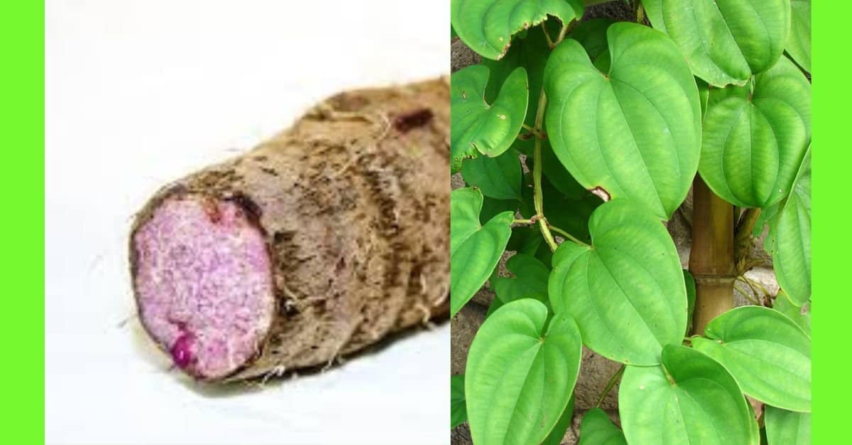 Planting Water Yam: See How To Plant Water Yam