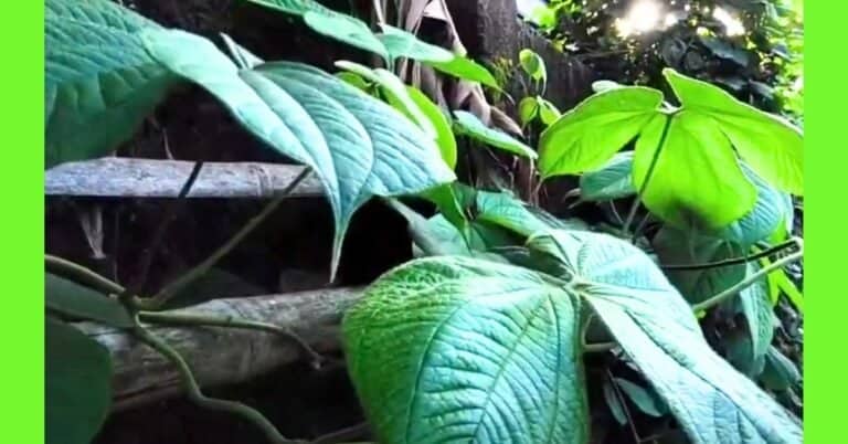 planting three-leaved yam