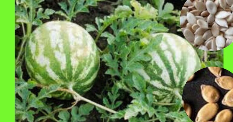 planting egusi (melon)