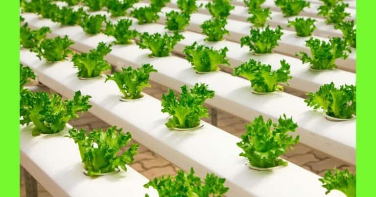 soilless farming, hydroponics