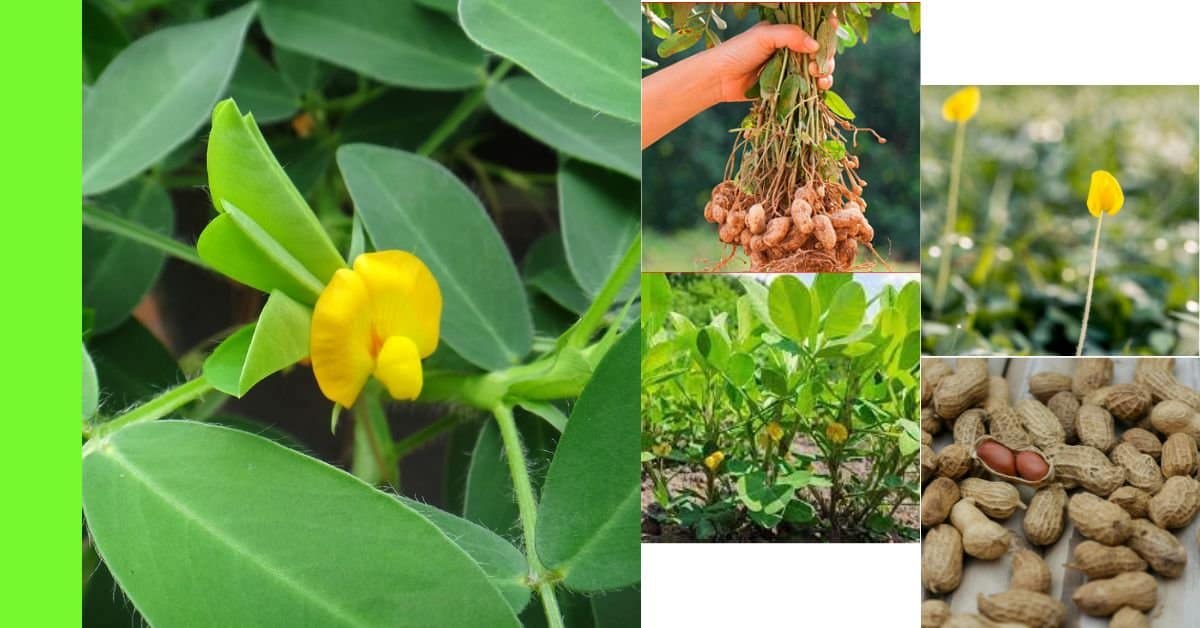 how to plant groundnut