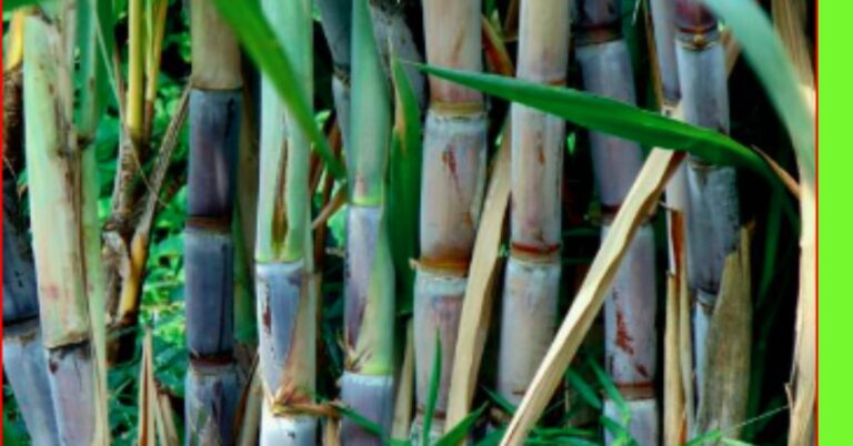 planting sugarcane