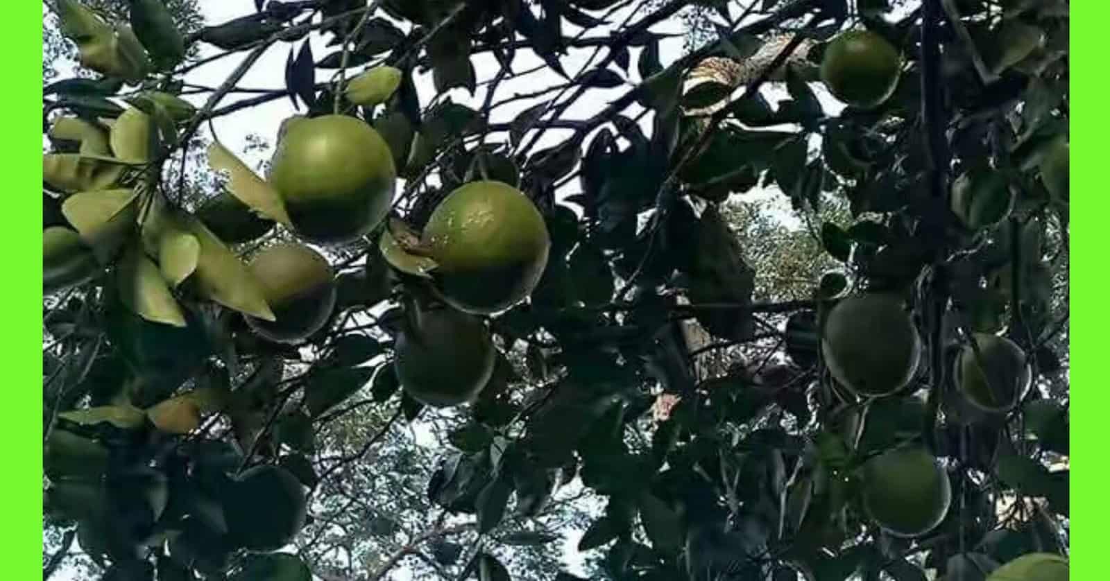 how to plant orange in Nigeria