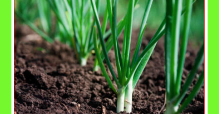 how to plant spring onions