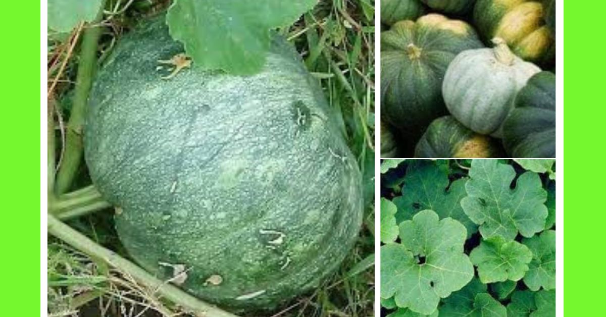 planting pumpkin