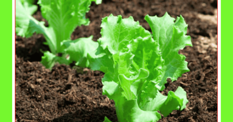 how to plant lettuce