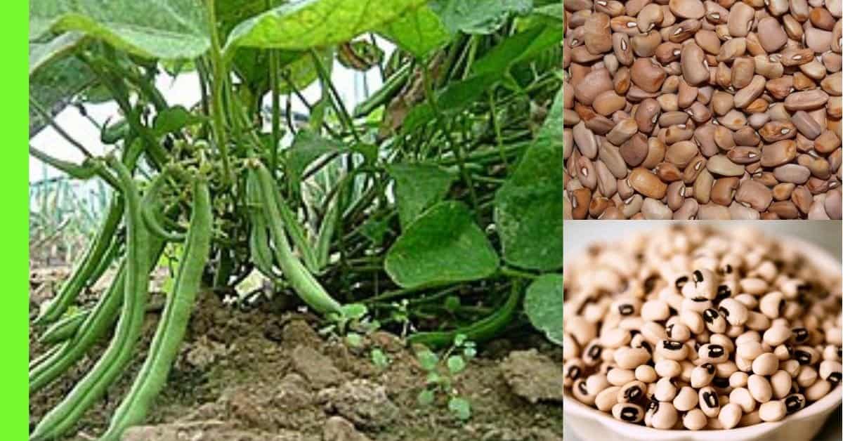 how to plant beans