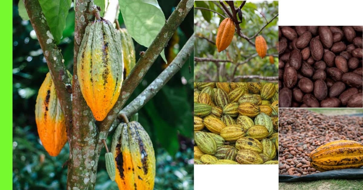 how to plant cocoa