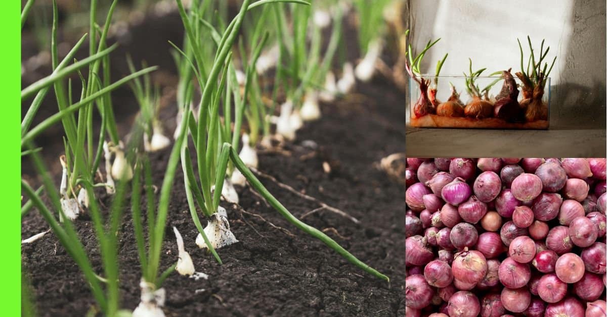 how to plant onions in Nigeria