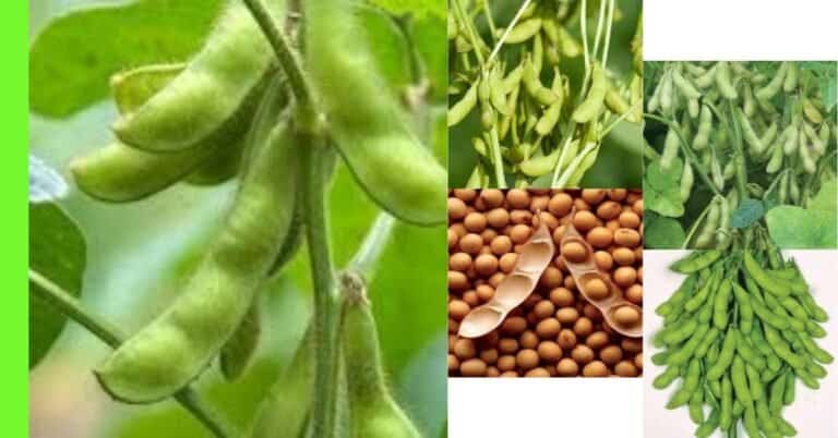 how to grow soybeans