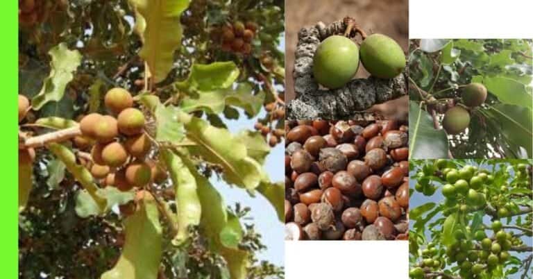 planting shea nut tree