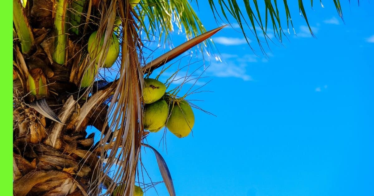 how to plant coconut