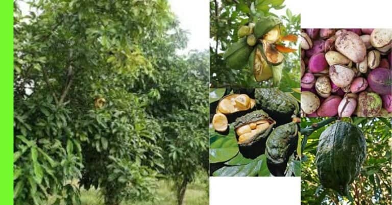 how to plant kolanut