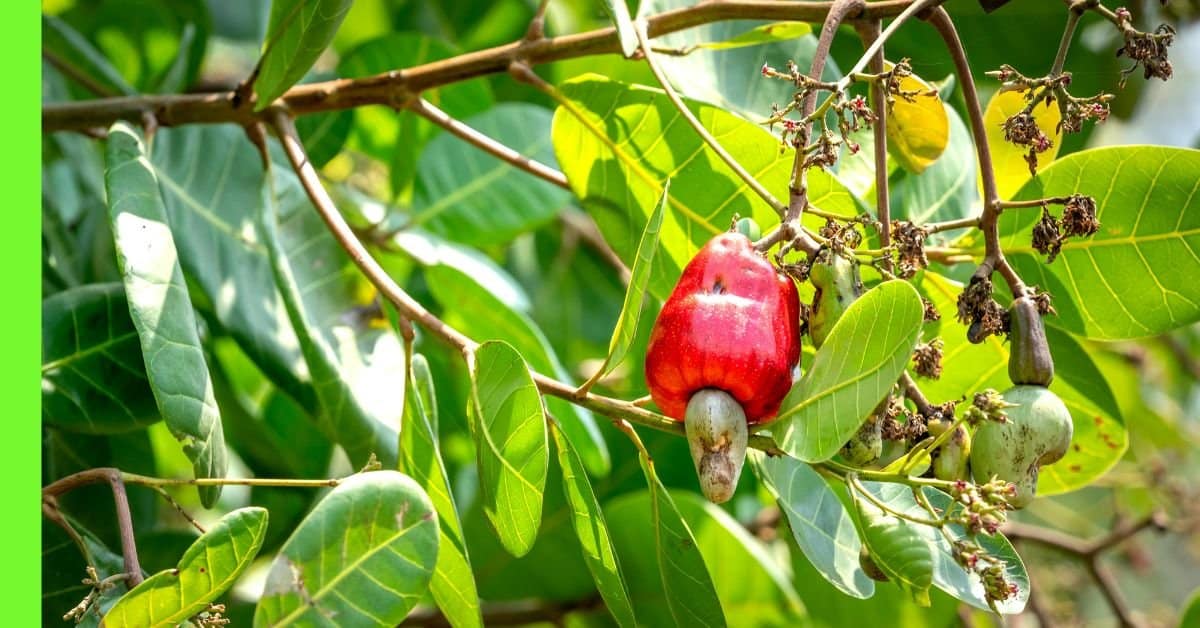 how to plant cashew