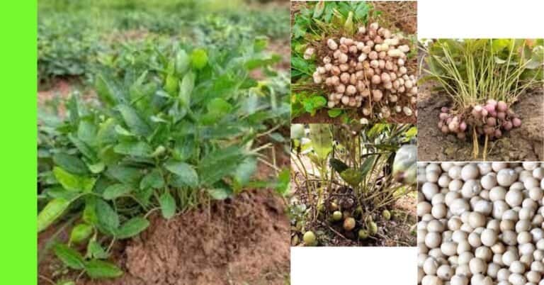 how to plant bambara nut in nigeria