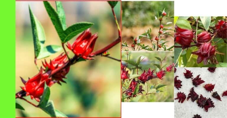 how to plant roselle (zobo) in Nigeria