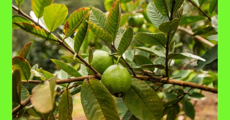 planting guava