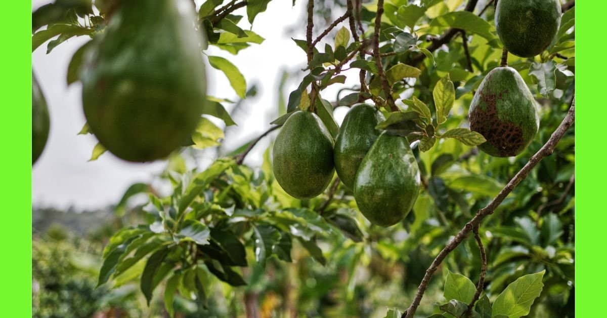 planting avocado