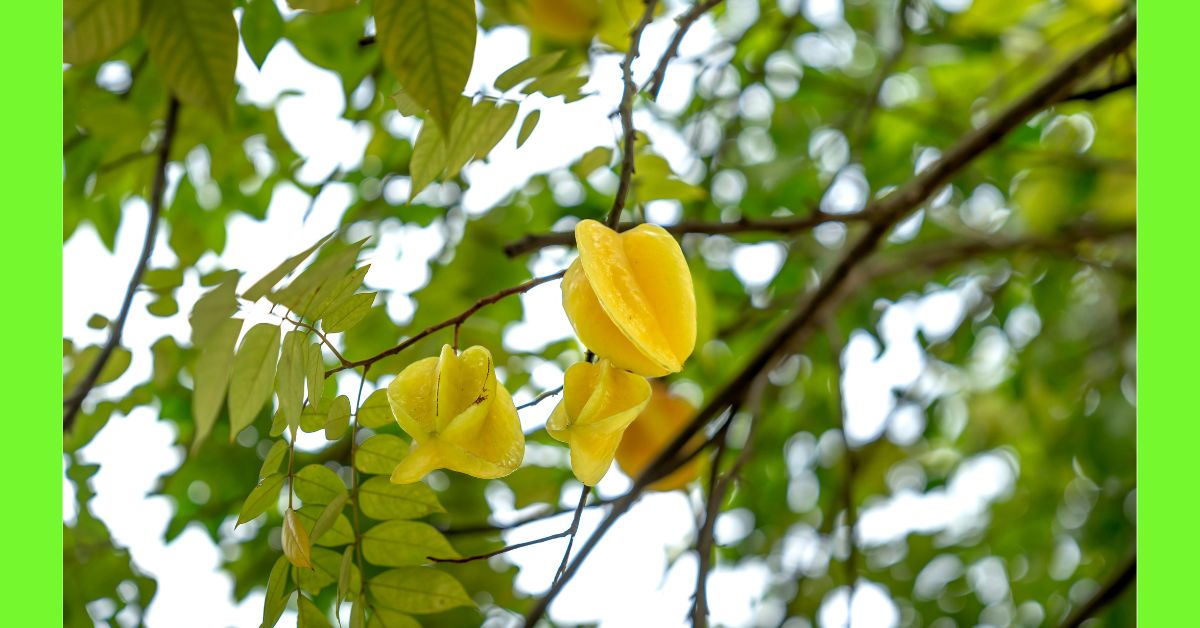 how to plant star fruit in Nigeria