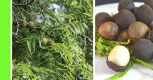 how to plant african walnut