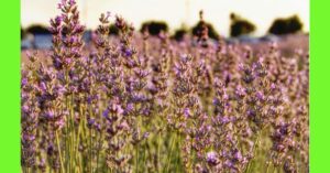 how to plant lavender in nigeria