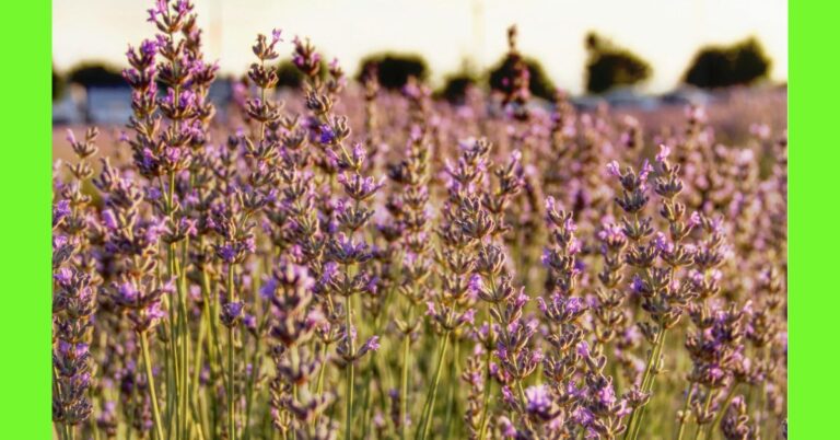 how to plant lavender in nigeria