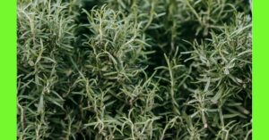 how to plant rosemary in nigeria